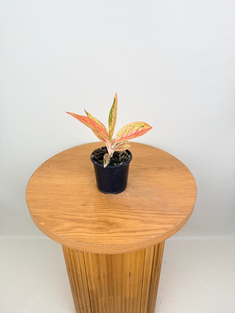 aglaonema commutatum vase life Aglaonema Commutatum