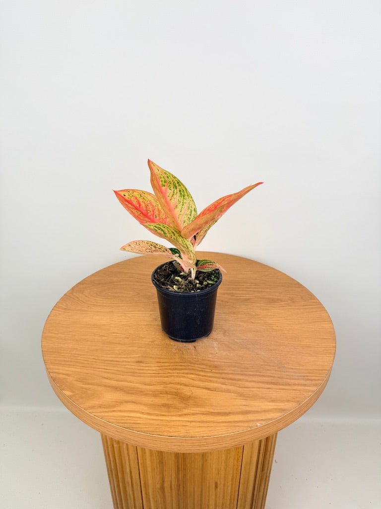 Aglaonema Commutatum - Golden Star | Uprooted