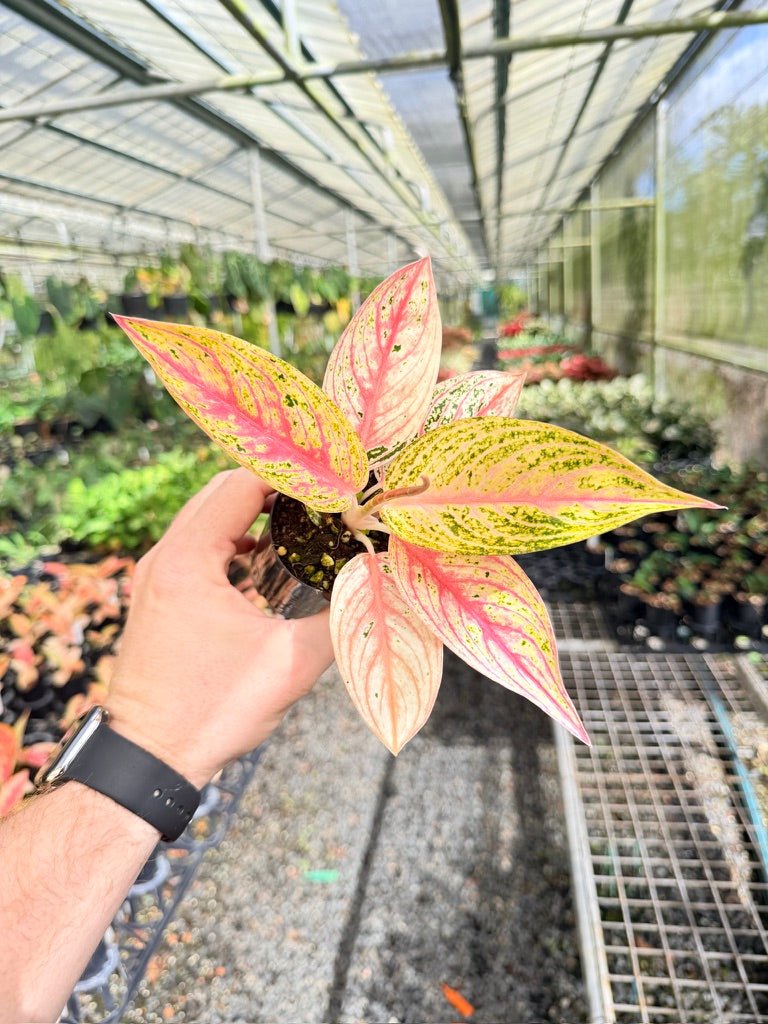 Aglaonema Commutatum - Golden Star | Uprooted