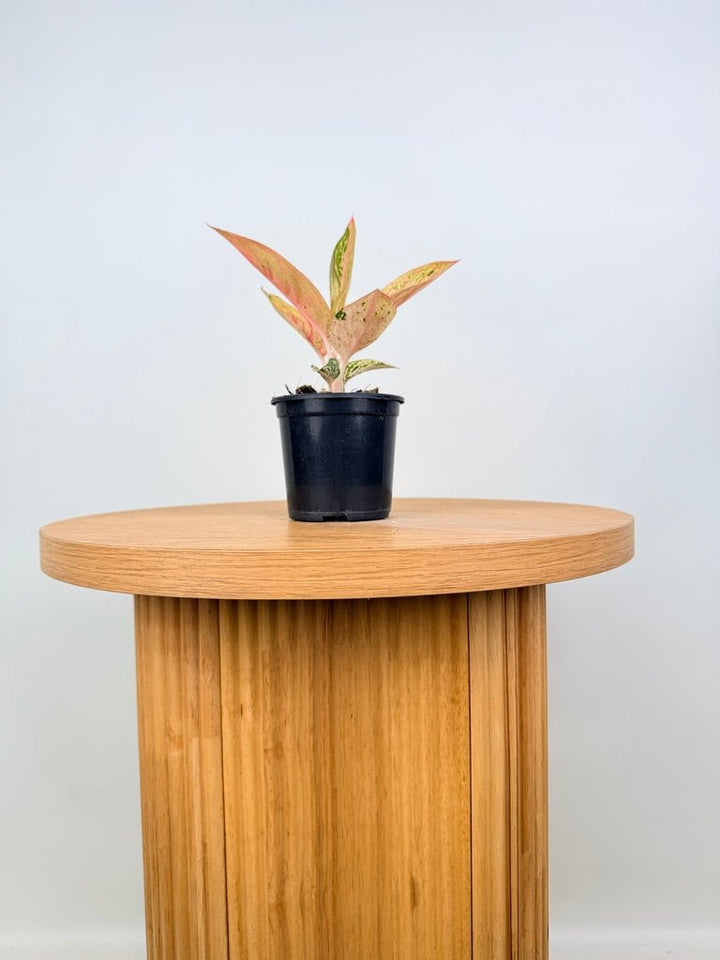 Aglaonema Commutatum - Golden Star | Uprooted