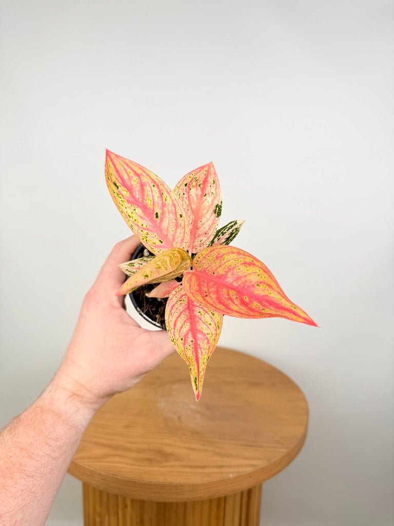 aglaonema 'red gold Aglaonema Commutatum
