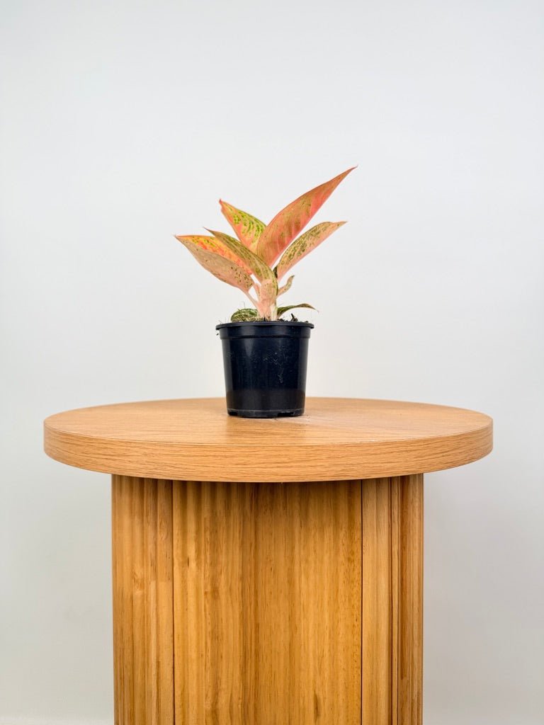 Aglaonema Commutatum - Golden Star | Uprooted