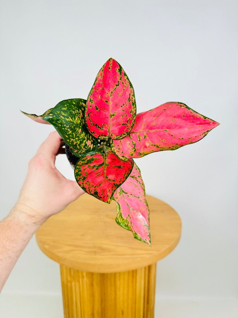 aglaonema lady valentine wikipedia Aglaonema Lady Valentine | Uprooted