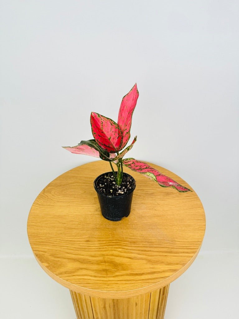 aglaonema commutatum lady valentine Aglaonema Lady Valentine | Uprooted