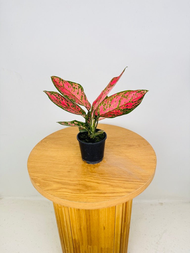 aglaonema lady valentine wikipedia Aglaonema Lady Valentine | Uprooted