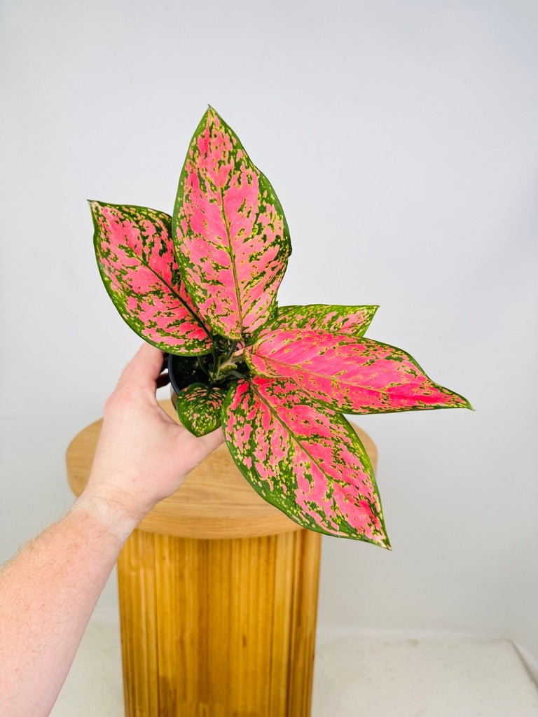 aglaonema commutatum lady valentine Aglaonema Lady Valentine | Uprooted