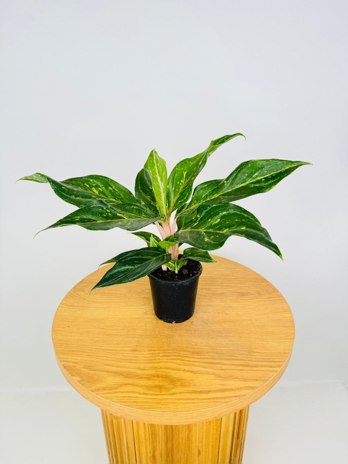 Aglaonema Commutatum - Pink Butterfly | Uprooted