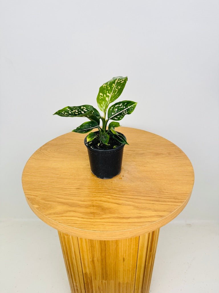 aglaonema commutatum 'pink dalmatian' Aglaonema Commutatum - Pink Dalmation | Uprooted