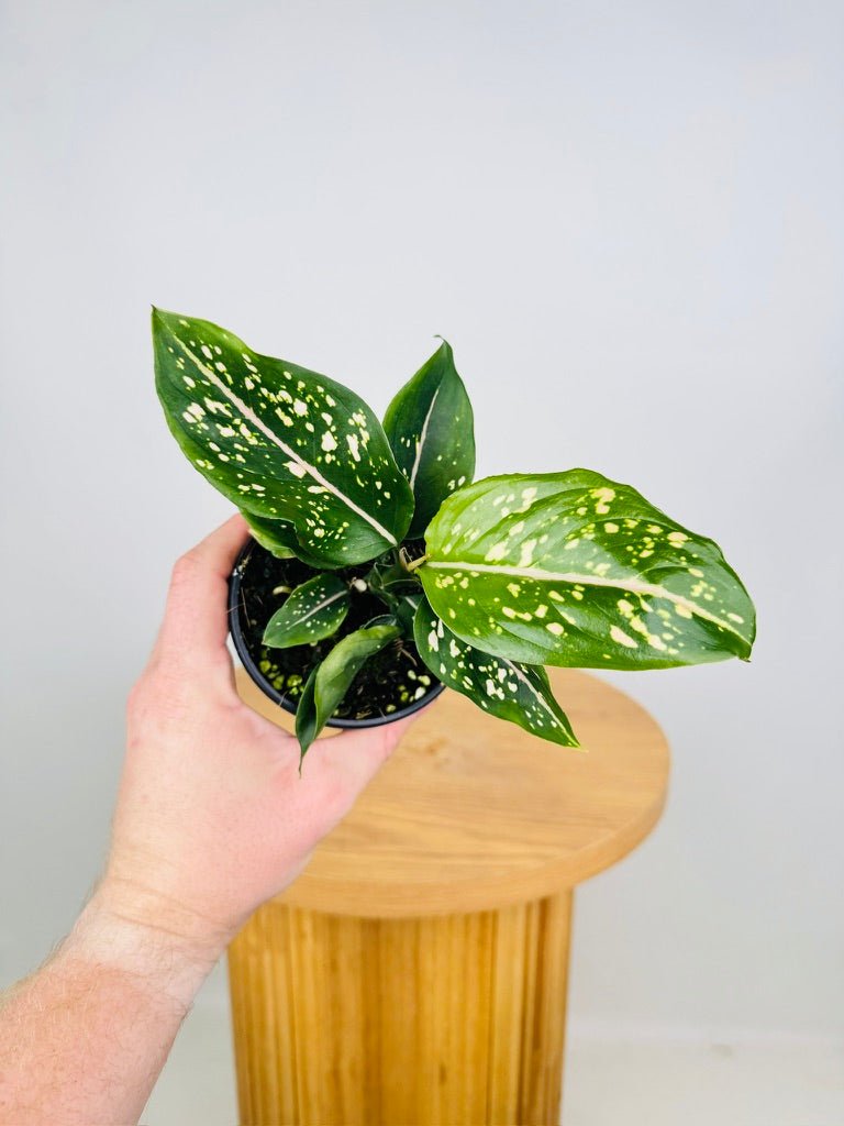 aglaonema dalmatian Aglaonema Commutatum - Pink Dalmation | Uprooted