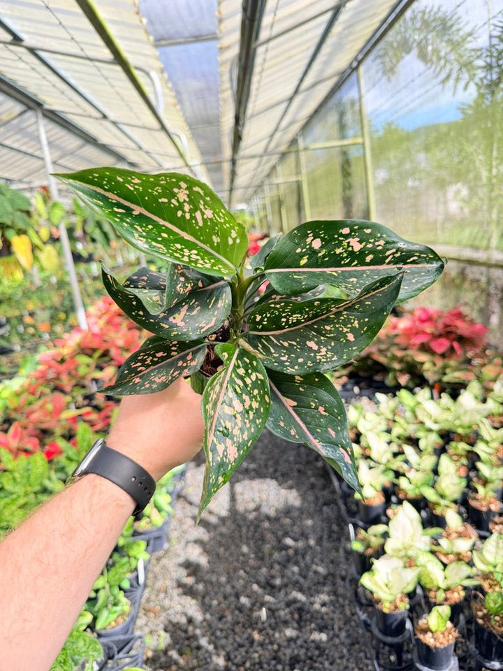Aglaonema Commutatum - Pink Dalmatian | Uprooted