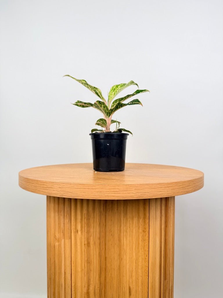 Aglaonema Commutatum - Red Dragon | Uprooted