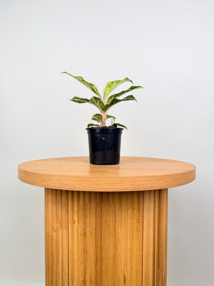 Aglaonema Commutatum - Red Dragon | Uprooted