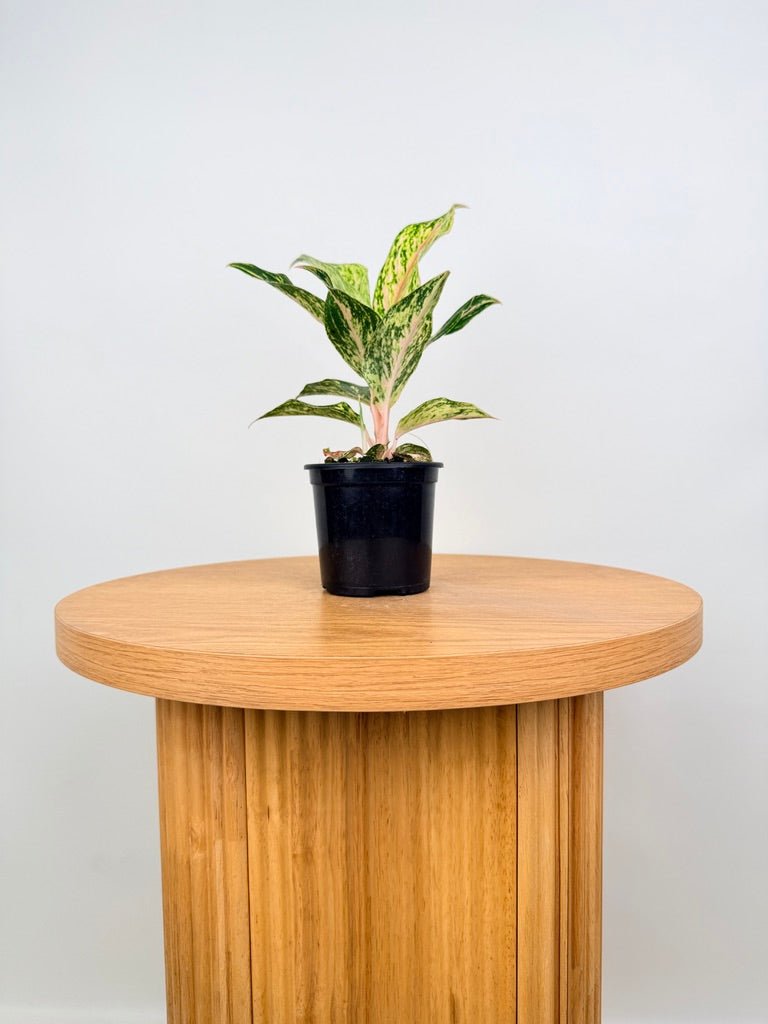 Aglaonema Commutatum - Red Dragon | Uprooted