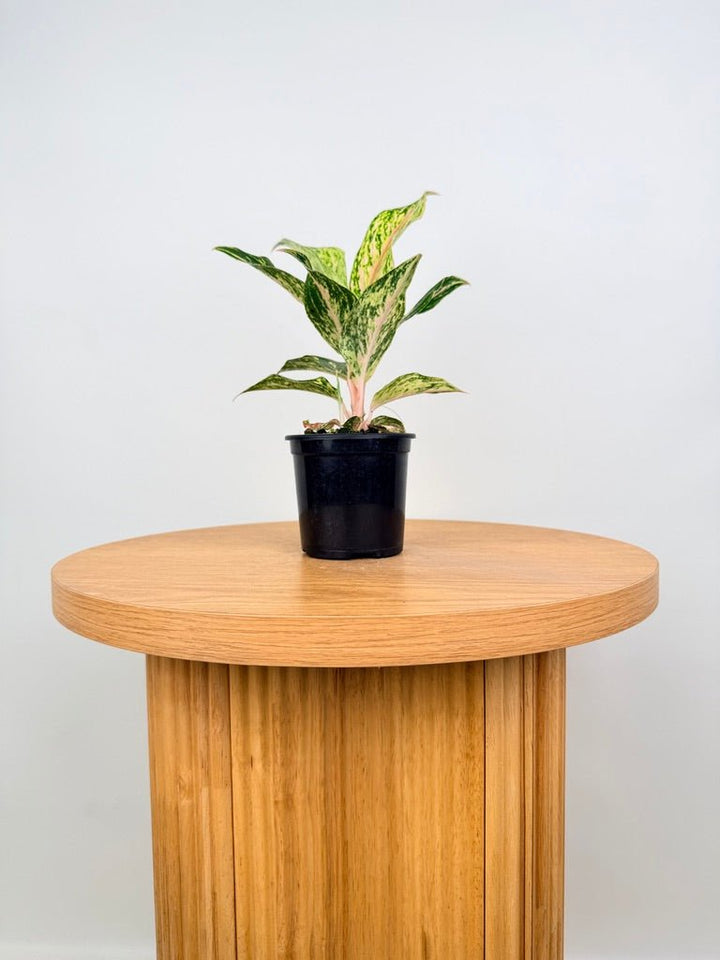 Aglaonema Commutatum - Red Dragon | Uprooted