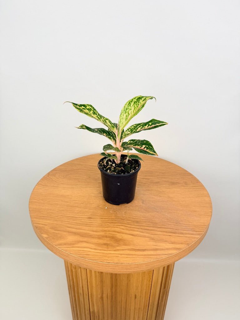 Aglaonema Commutatum - Red Dragon | Uprooted