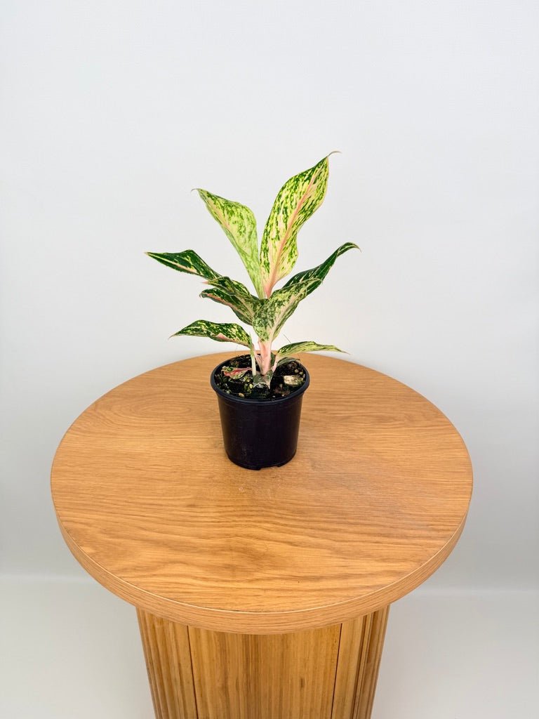 Aglaonema Commutatum - Red Dragon | Uprooted
