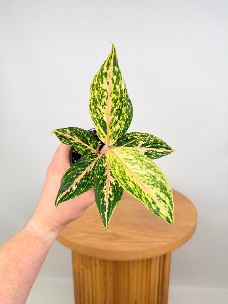 Aglaonema Commutatum - Red Dragon | Uprooted