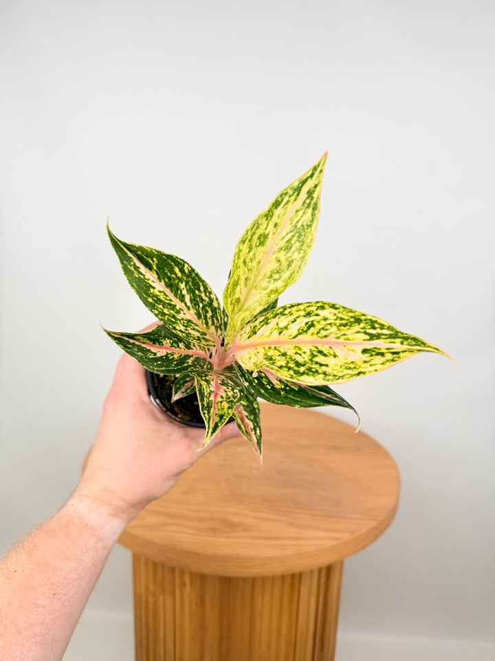 Aglaonema Commutatum - Red Dragon | Uprooted