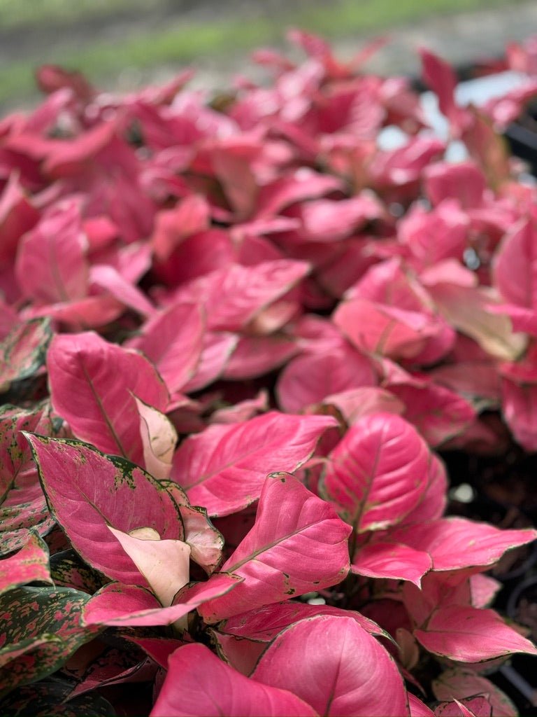 aglaonema commutatum red Aglaonema Red Fountain | Uprooted