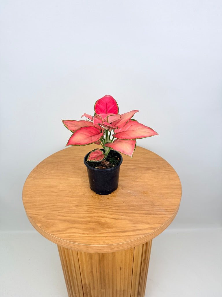 Aglaonema Commutatum - Red Fountain | Uprooted