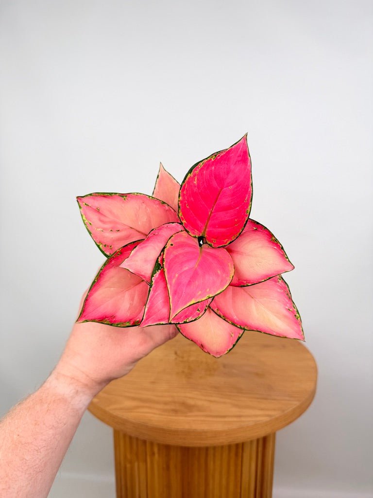 Aglaonema Commutatum - Red Fountain | Uprooted