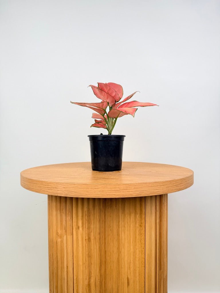 Aglaonema Commutatum - Red Fountain | Uprooted