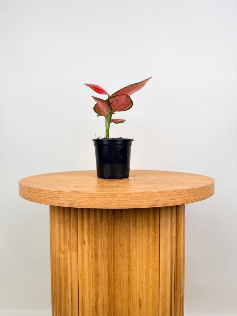 Aglaonema Commutatum - Rich Red | Uprooted