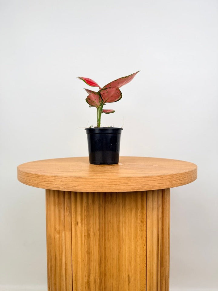 Aglaonema Commutatum - Rich Red | Uprooted