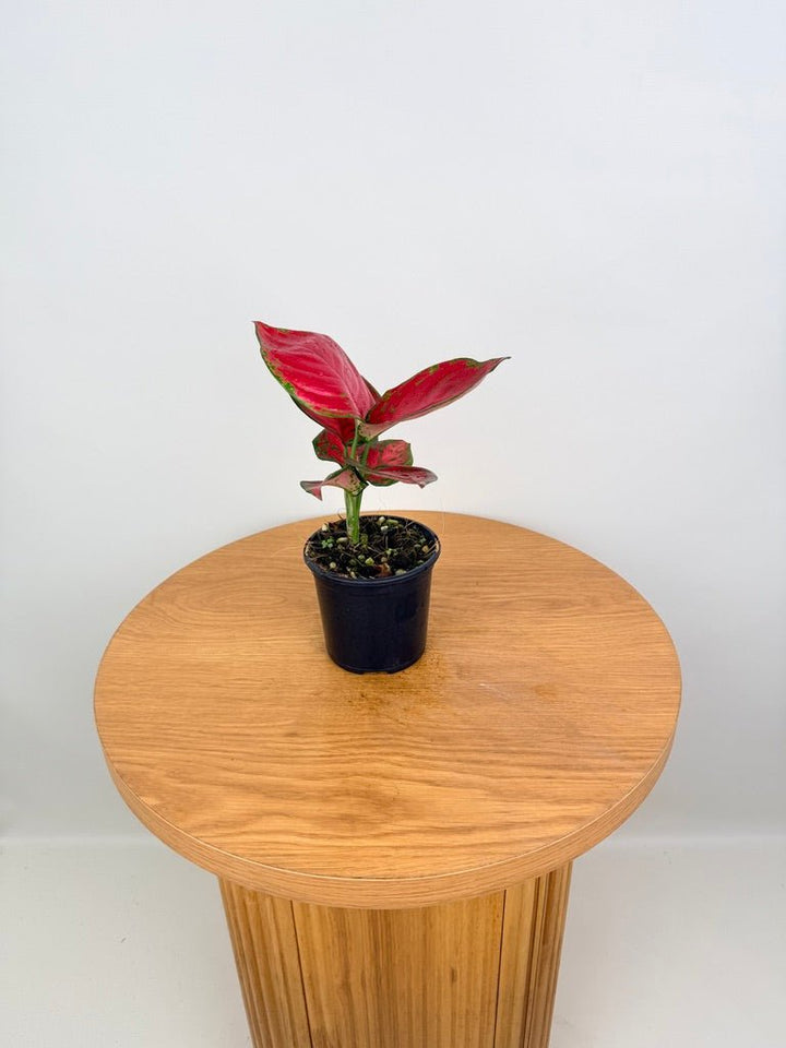 Aglaonema Commutatum - Rich Red | Uprooted