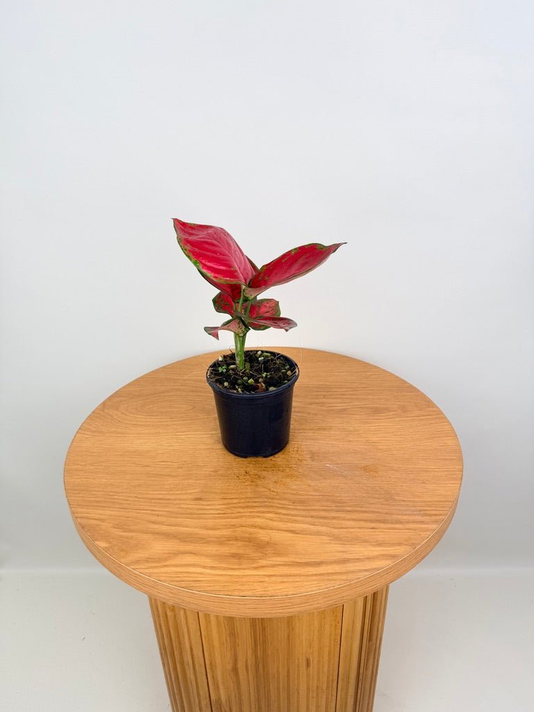 aglaonema rich red Aglaonema Commutatum - Rich Red | Uprooted