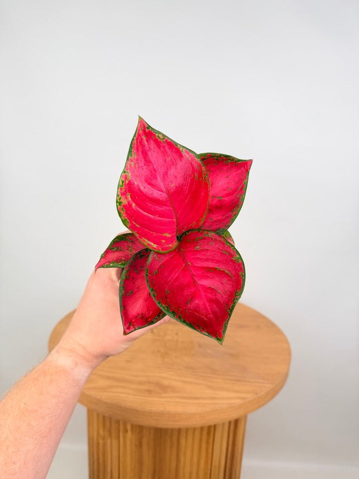 Aglaonema Commutatum - Rich Red | Uprooted