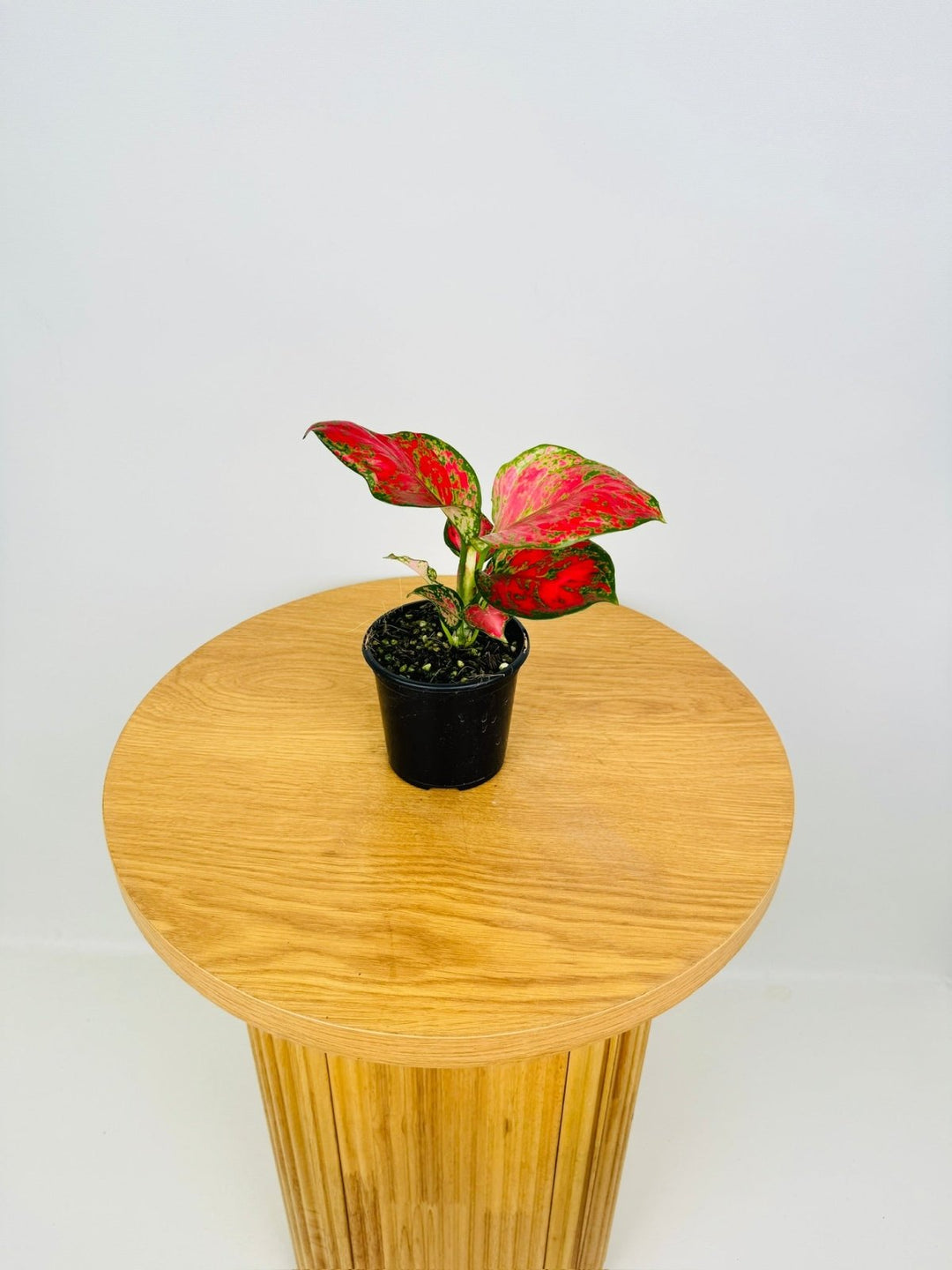 aglaonema commutatum uses Aglaonema Commutatum - Rich Red | Uprooted