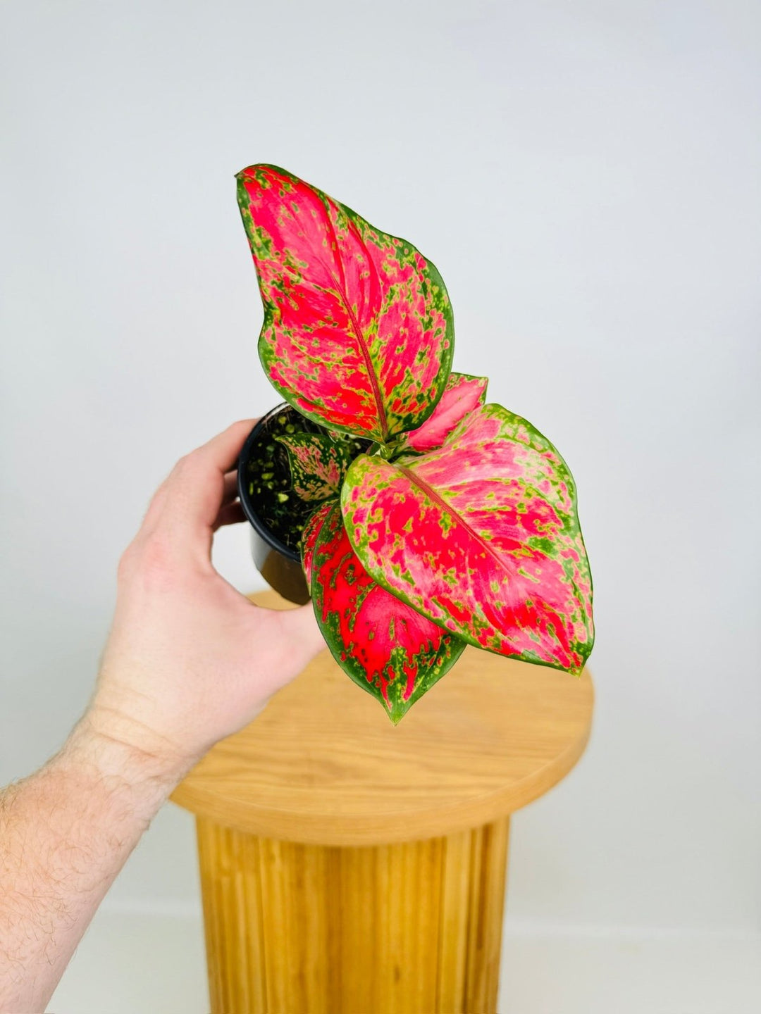 aglaonema commutatum cv. vase life Aglaonema Commutatum - Rich Red | Uprooted