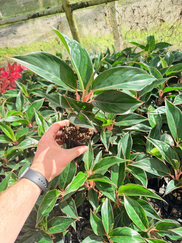 Aglaonema Commutatum - Sapphire | Uprooted