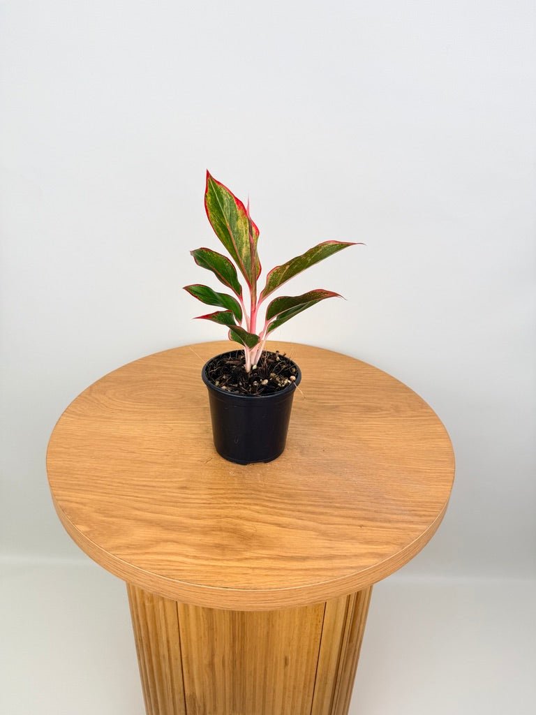 aglaonema commutatum siam aurora Aglaonema Commutatum - Red Gold | Uprooted