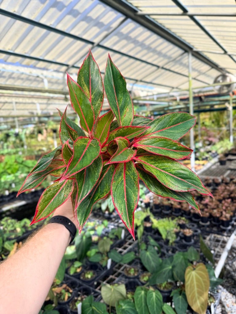 Aglaonema Commutatum - Siam Aurora | Uprooted