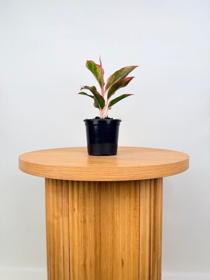 Aglaonema Commutatum - Siam Aurora | Uprooted