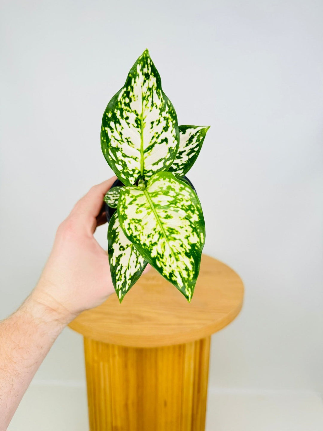 aglaonema commutatum legacy Aglaonema Commutatum - Silver Cosmetic | Uprooted