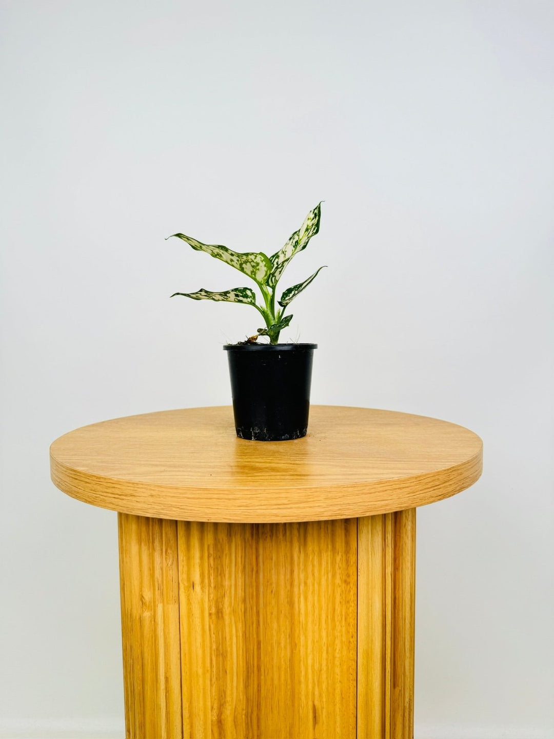 aglaonema commutatum schott why isnt this plant for sale Aglaonema Commutatum - Silver Cosmetic | Uprooted