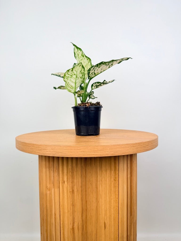 Aglaonema Commutatum - Silver Cosmetic | Uprooted