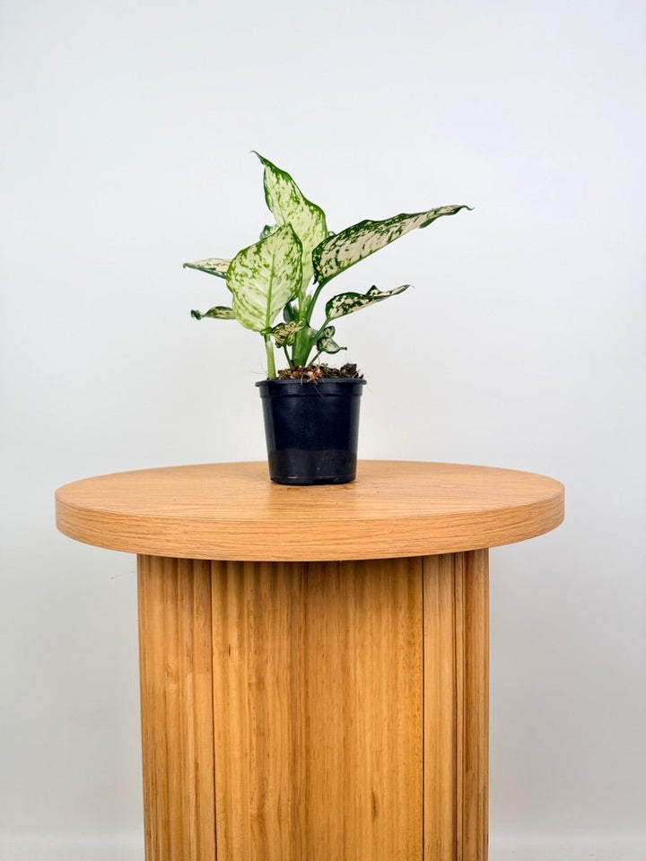 Aglaonema Commutatum - Silver Cosmetic | Uprooted