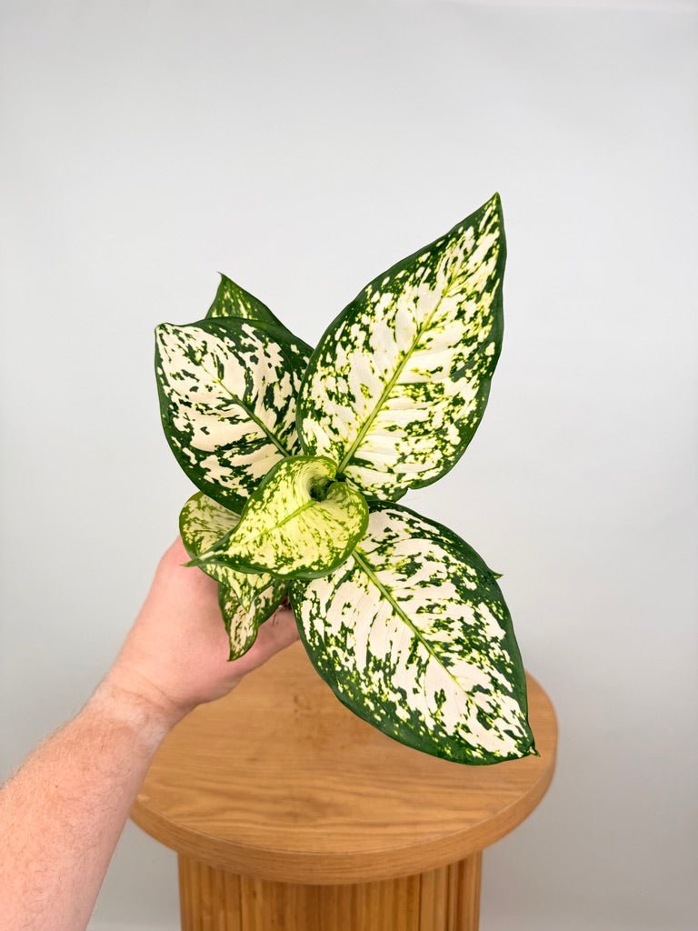 Aglaonema Commutatum - Silver Cosmetic | Uprooted