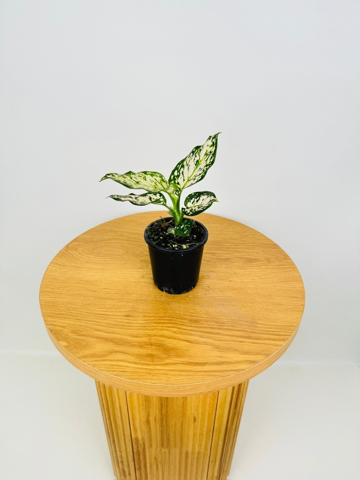 aglaonema commutatum schott why isnt this plant for sale Aglaonema Commutatum - Silver Cosmetic | Uprooted