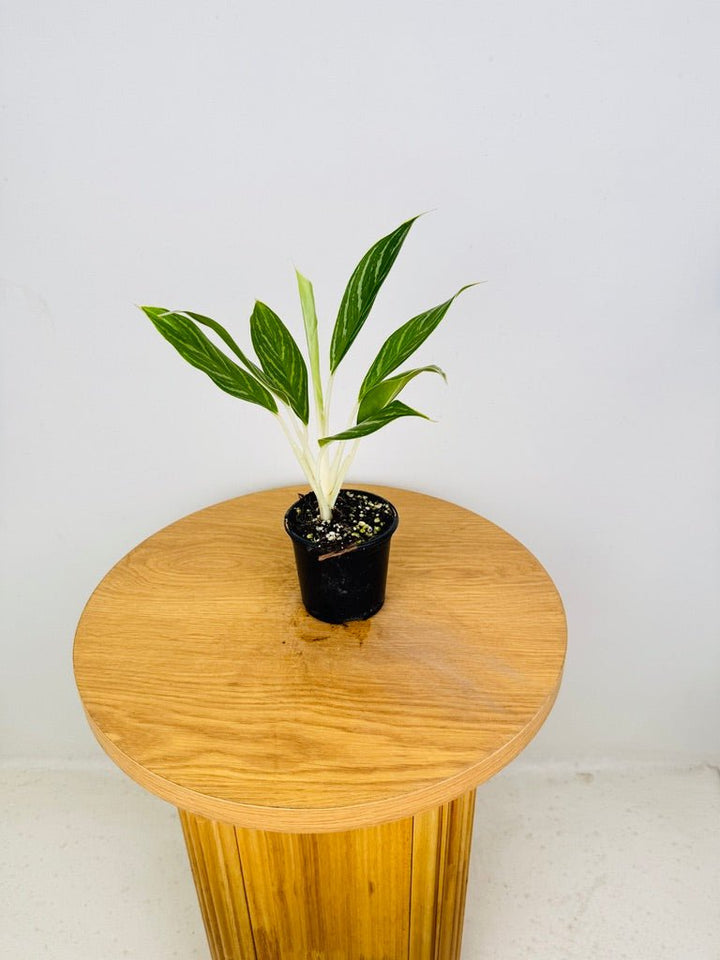 Aglaonema Commutatum - Snow White | Uprooted