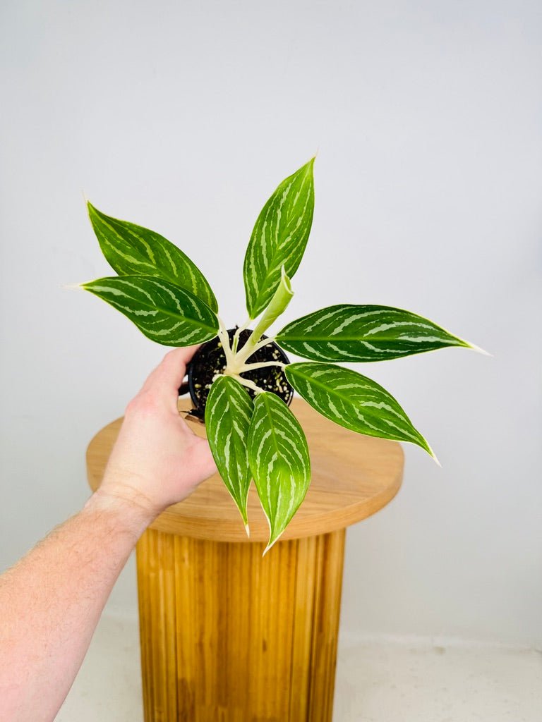philodendron snow white Aglaonema Snow White | Uprooted