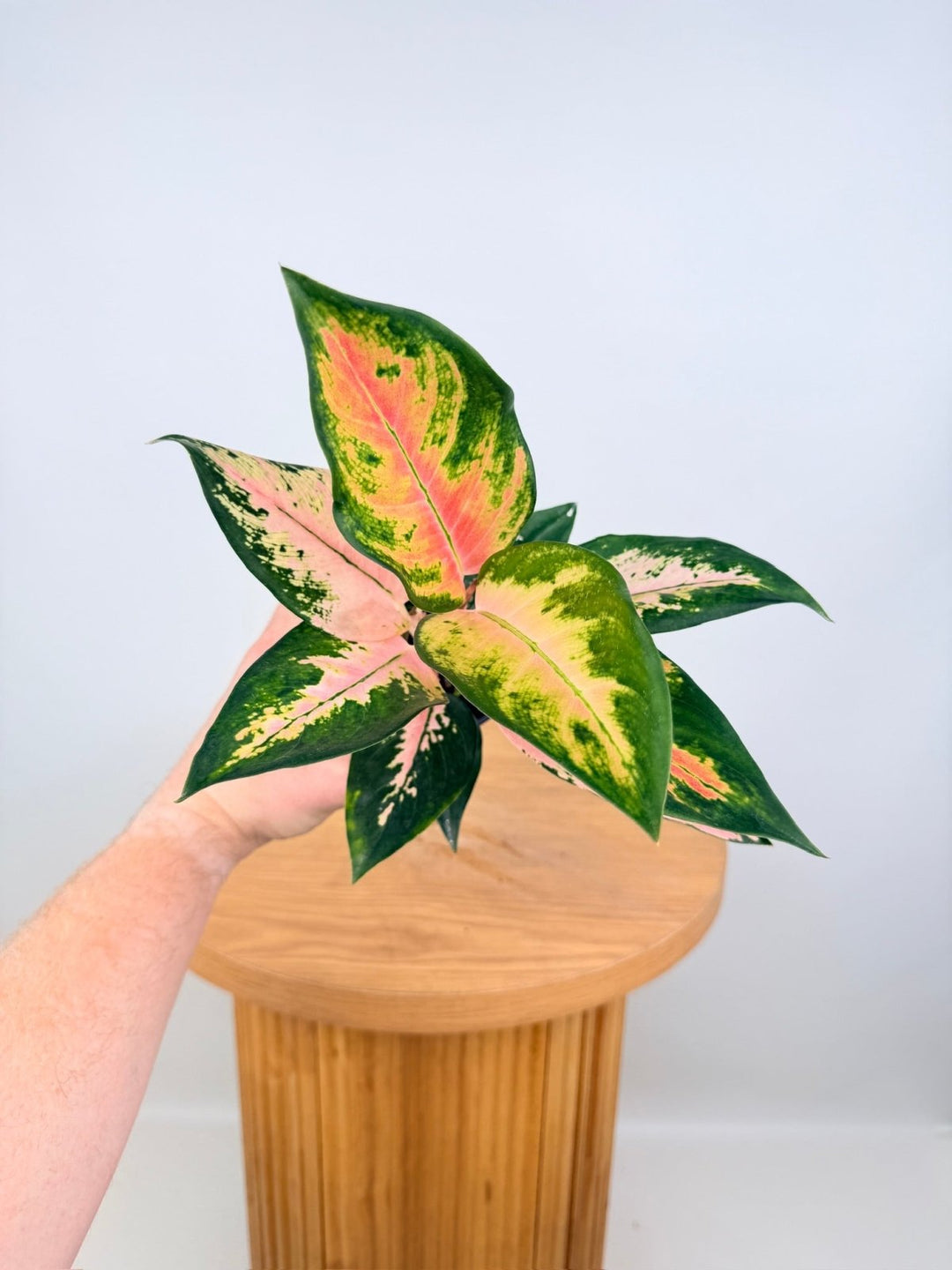 Aglaonema Commutatum - Spitfire | Uprooted