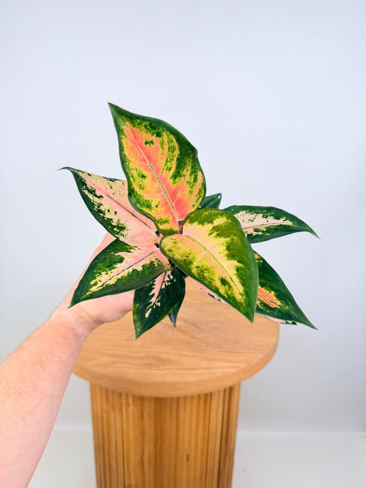 Aglaonema Commutatum - Spitfire | Uprooted