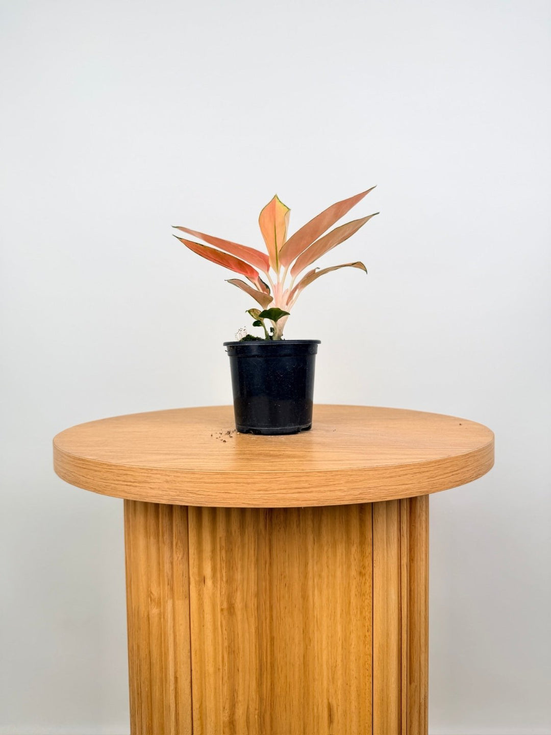 Aglaonema Commutatum - Spitfire | Uprooted