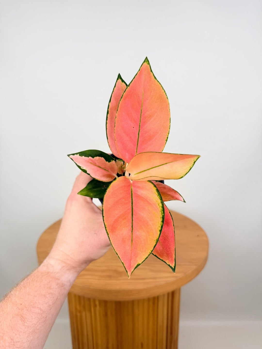 Aglaonema Commutatum - Spitfire | Uprooted