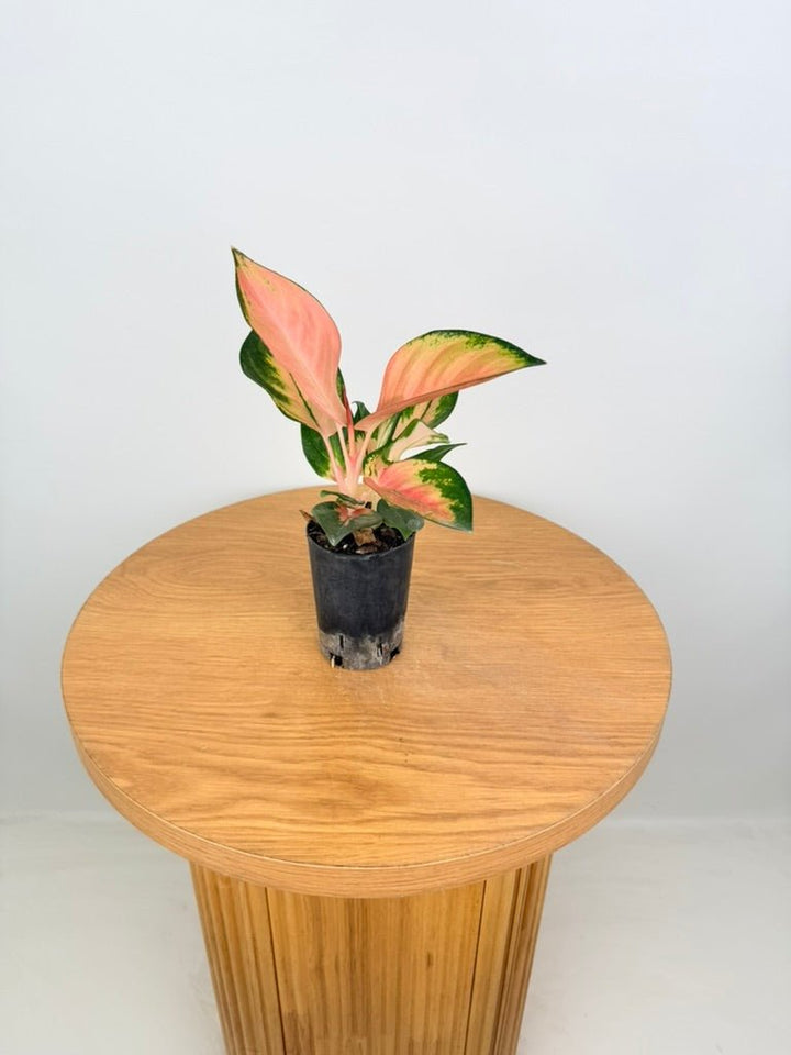 Aglaonema Commutatum - Spitfire | Uprooted